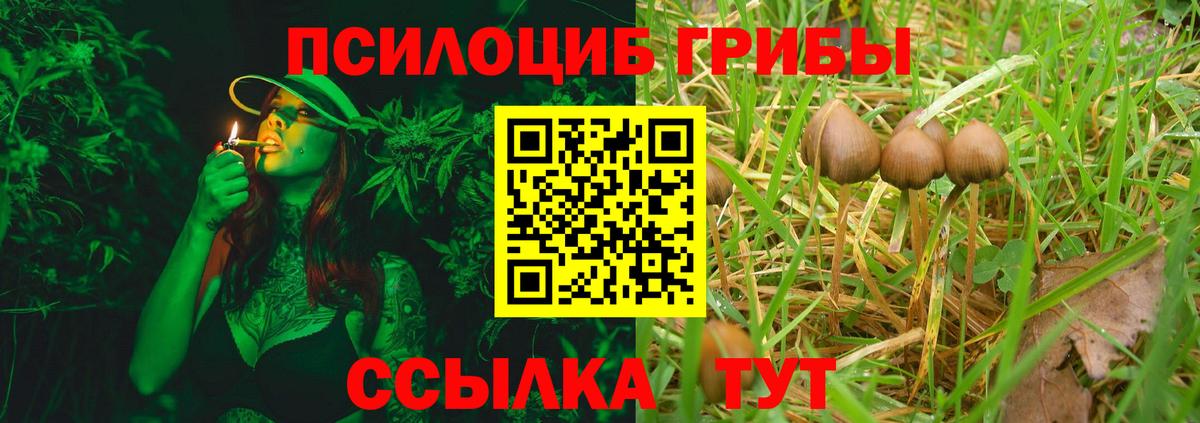 Галлюциногенные грибы Psilocybine cubensis Карасук